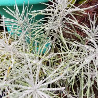 Helichrysum thianschanicum 'Icicles'