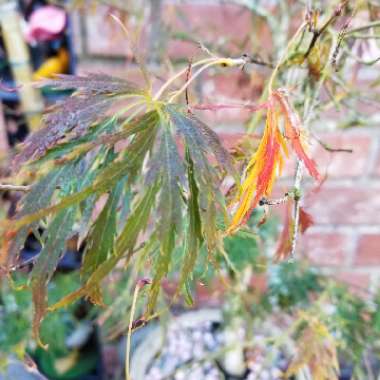 Acer palmatum 'Waterfall' (Dissectum Group) syn. Acer palmatum var. dissectum 'Waterfall'