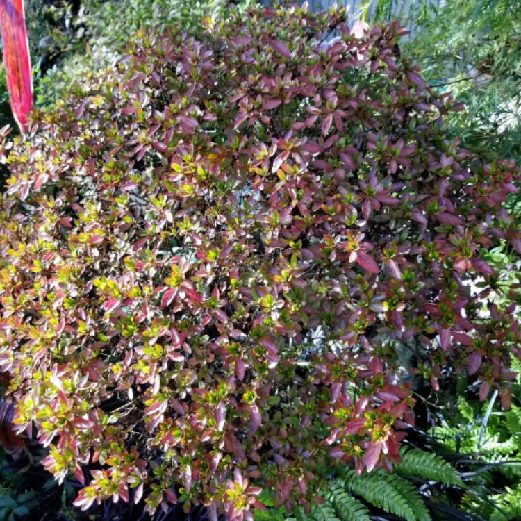 Plant image Rhododendron 'Girard's Fuchsia'