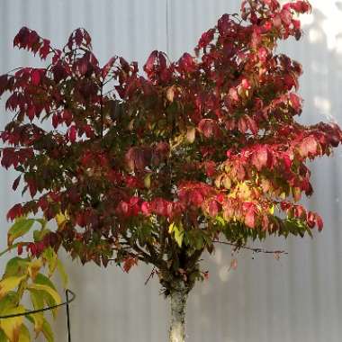 Euonymus alatus