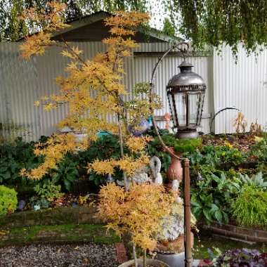 Acer palmatum