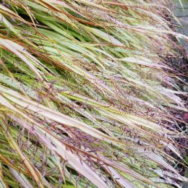 Hakonechloa macra 'Alboaurea'