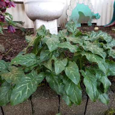 Arum maculatum