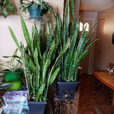 Sansevieria