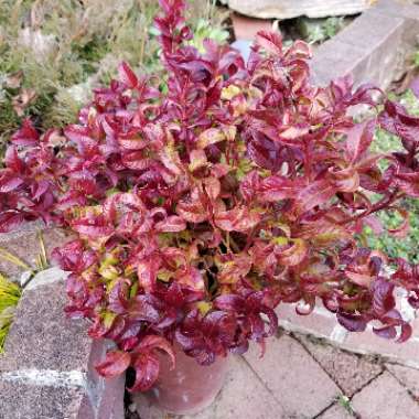 Leucothoe axillaris 'Curly Red'