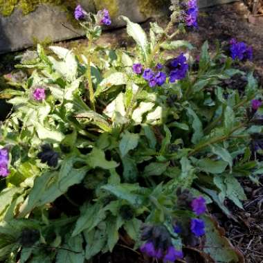 Pulmonaria officinalis