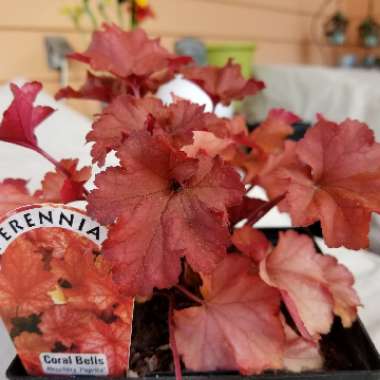 Heuchera