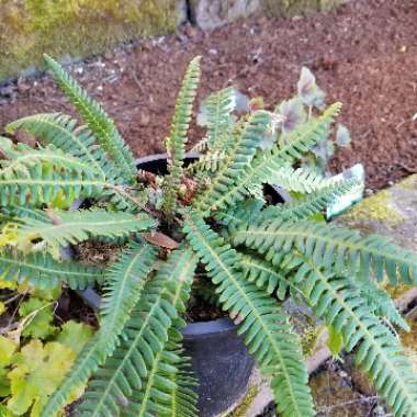 Blechnum spicant syn. Blechnum boreale;Blechnum heterophyllum