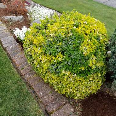 Euonymus fortunei 'Emerald 'n' Gold'