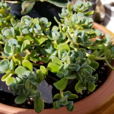 Sedum 'Oreganum'