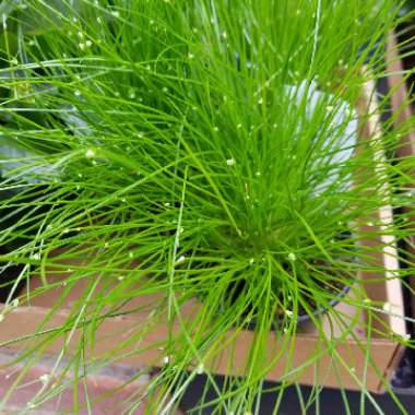 Isolepis Cernua 'Fairy Lights'