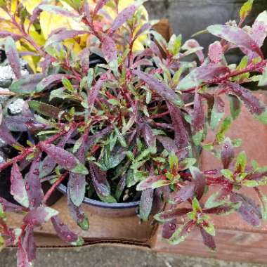 Oenothera lindheimeri 'Harrosy' syn. Oenothera lindheimeri 'RosyJane', Gaura lindheimeri 'RosyJane'