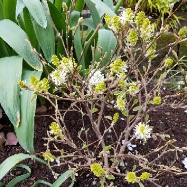 Fothergilla major