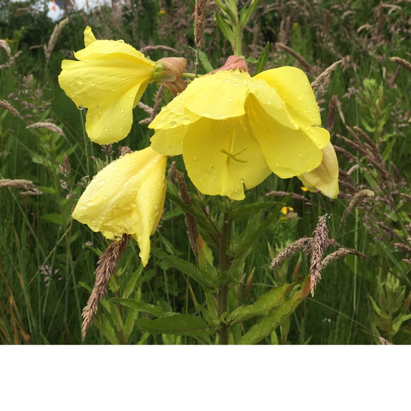 Common evening primrose