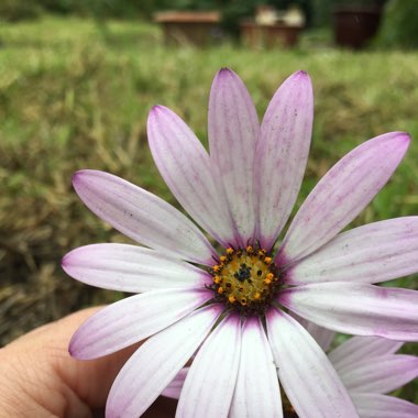 Shelley's garden