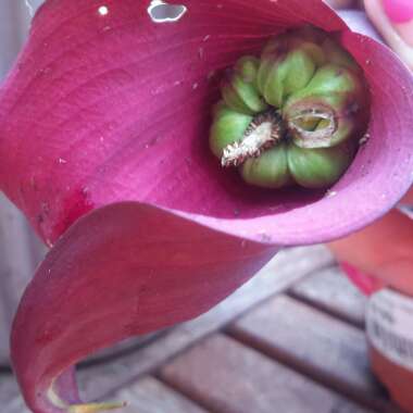 Zantedeschia rehmannii