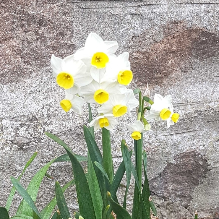 Plant image Narcissus 'Avalanche'