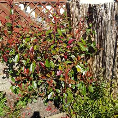 Photinia x fraseri 'Red Robin'