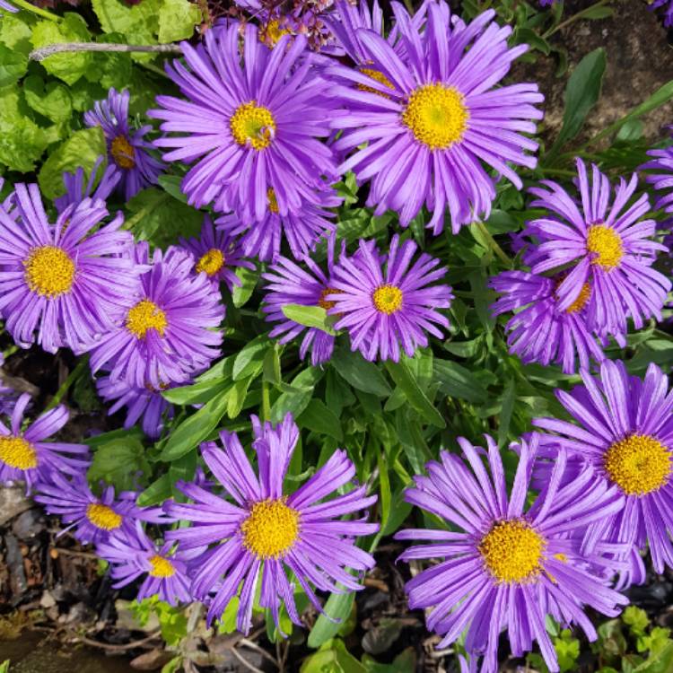 Plant image Aster novi-belgii 'Eventide'