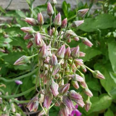 Allium (Species) Sicilian Honey Garlic