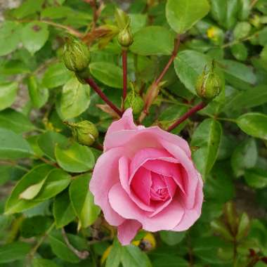 Rose 'Harlow Carr' (Shrub)