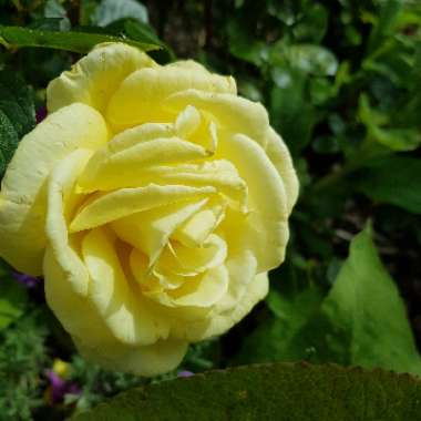 Rose 'Golden Showers'