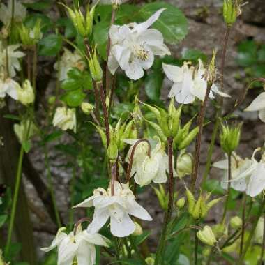 Columbine