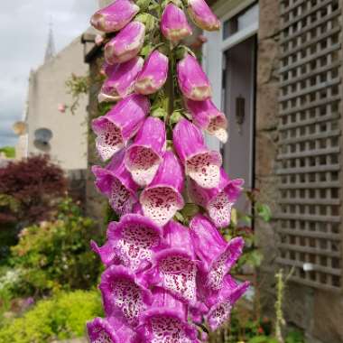 Common Foxglove