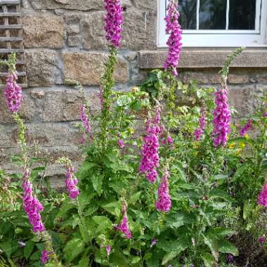 Common Foxglove