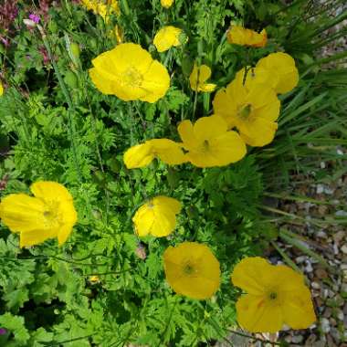 Welsh Poppy