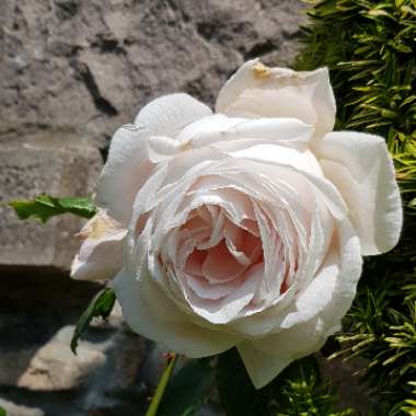 Rose 'Claire Austin' (Shrub)