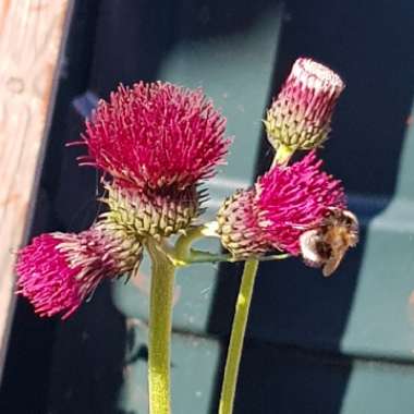 Plume Thistle 'Atropurpureum'