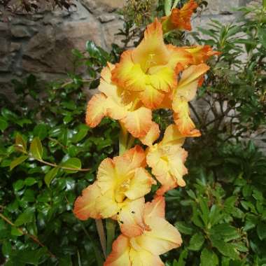 Gladioli