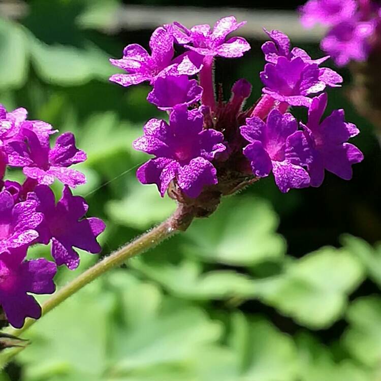 Plant image Verbena 'Santos'