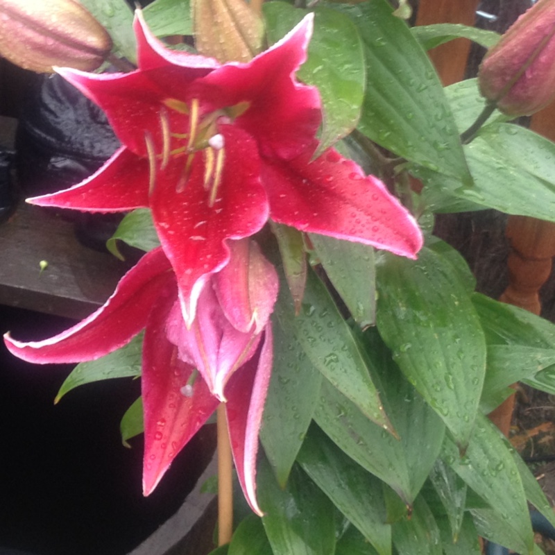 Lily 'Tarrango' (Oriental)