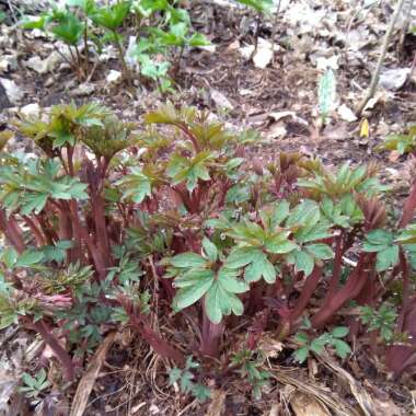 Bleeding Heart 'Valentine'