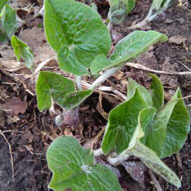 Chinese Wild Ginger