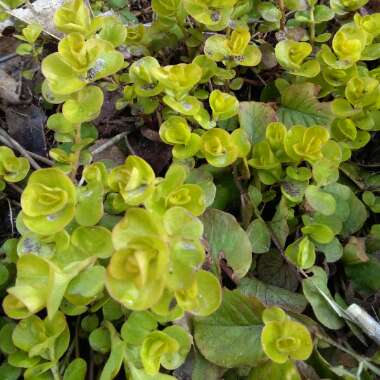 Creeping Jenny 'Goldilocks'