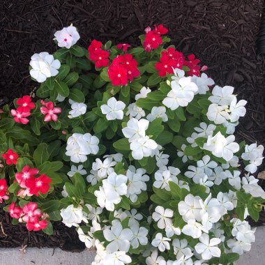 Verbena (Bedding)