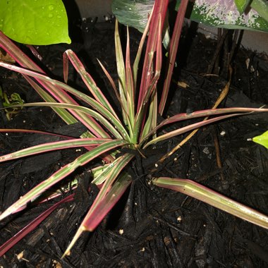 Japanese Blood Grass 'Rubra'