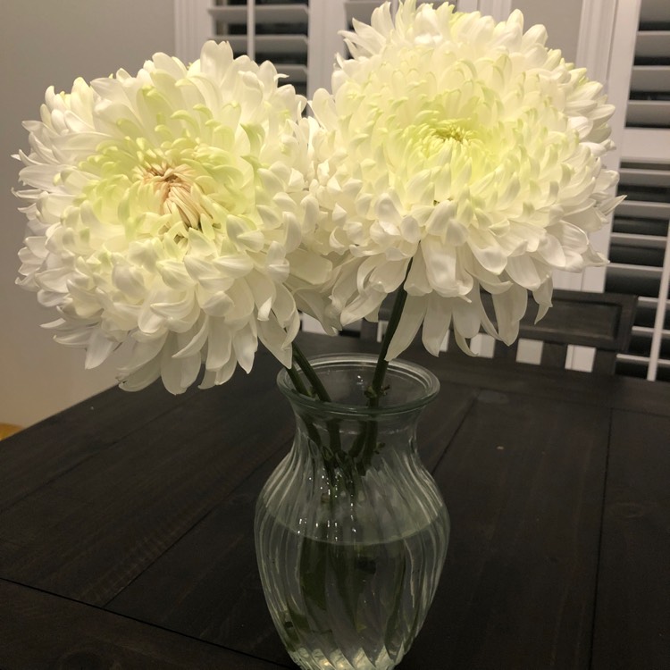 Plant image Chrysanthemum 'Blanco'