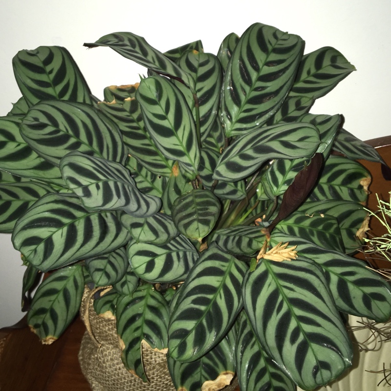 Goeppertia zebrina syn. Calathea zebrina