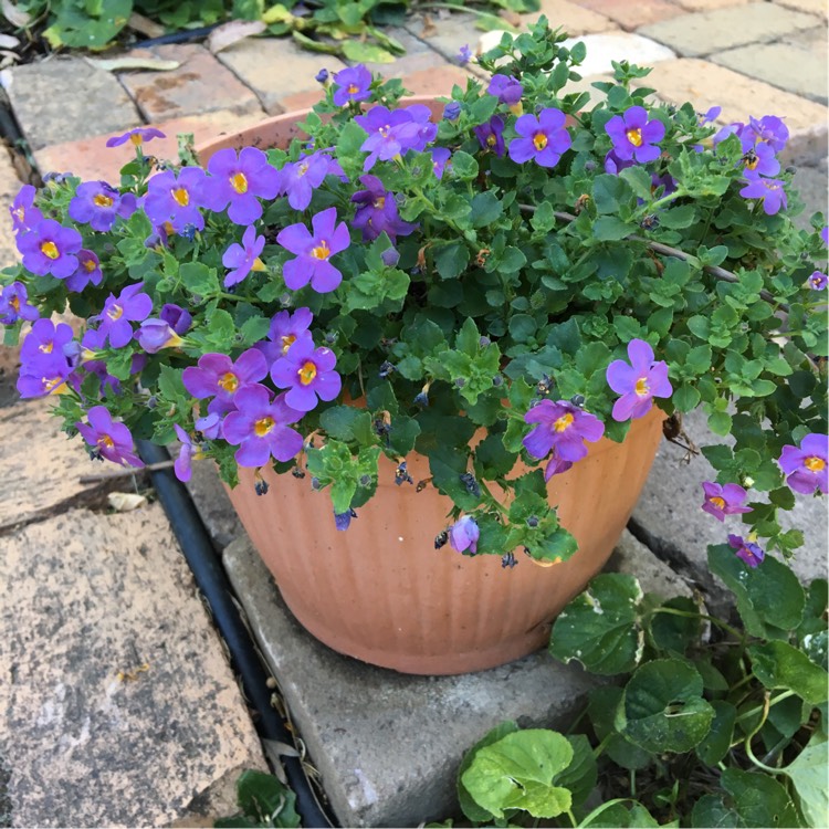 Plant image Bacopa Cabana 'Pink'