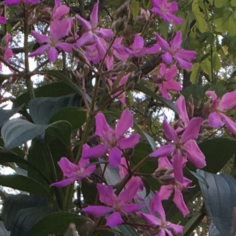 Tibouchina urvilleana