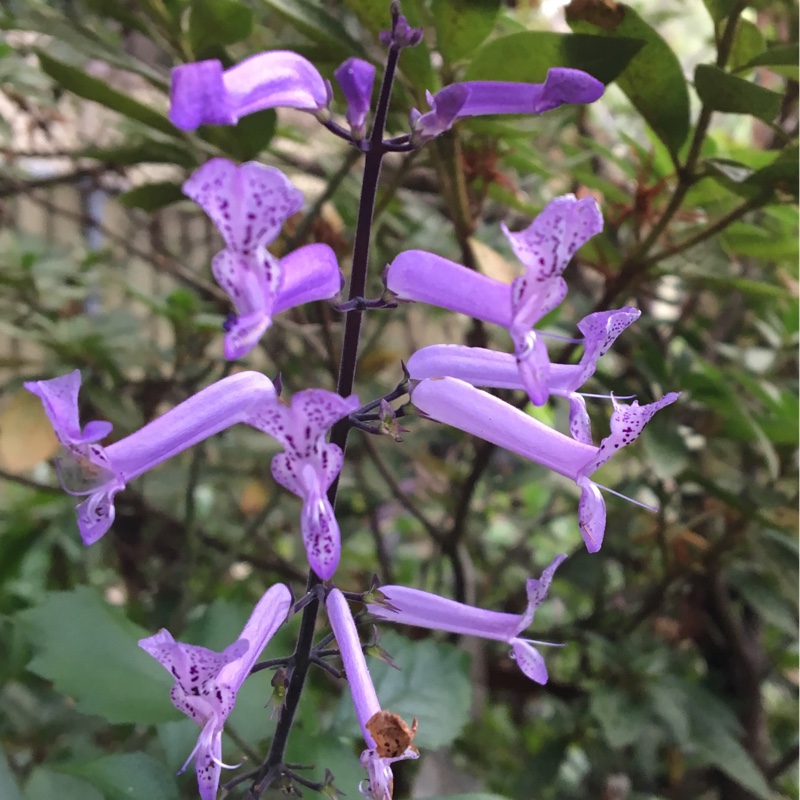 Plant image Plectranthus argentatus 'Silver Shield'