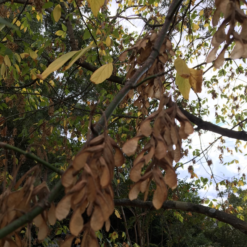 Acer Negundo 'Kelly's Gold'