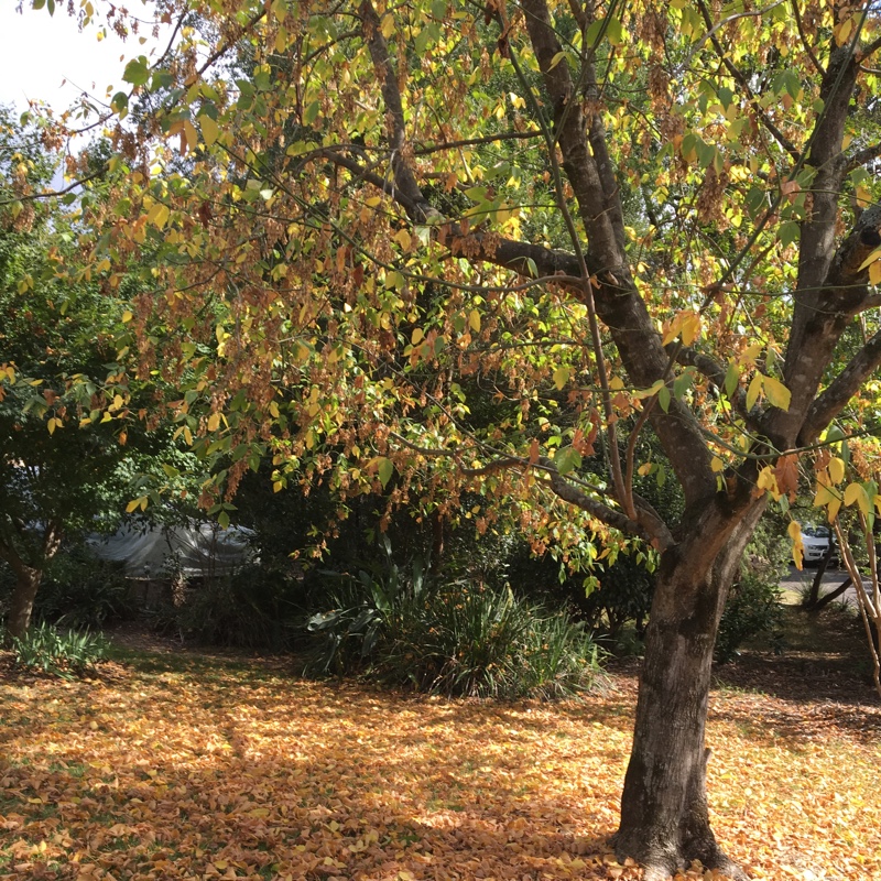 Plant image Acer Negundo 'Kelly's Gold'