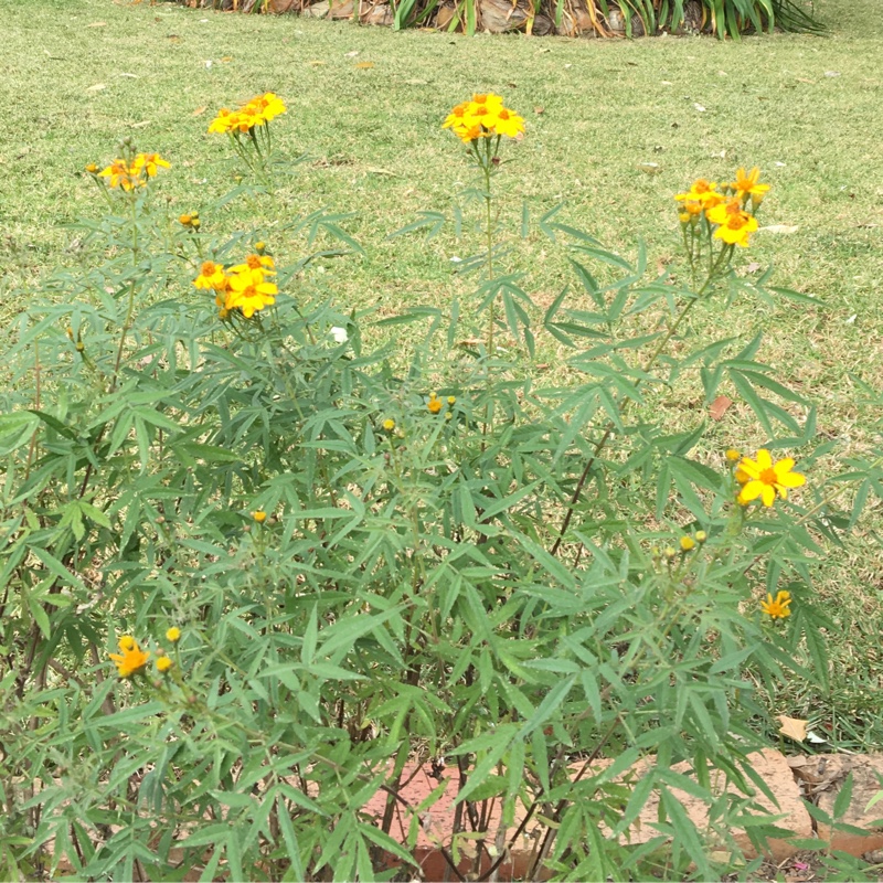 Plant image Tagetes lemmonii