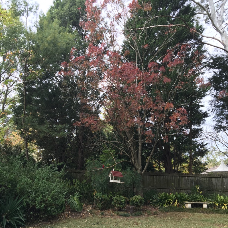 Fraxinus angustifolia subsp. oxycarpa