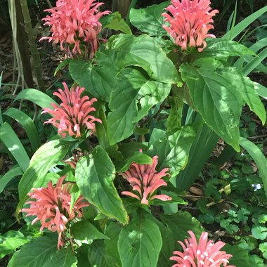 Justicia carnea